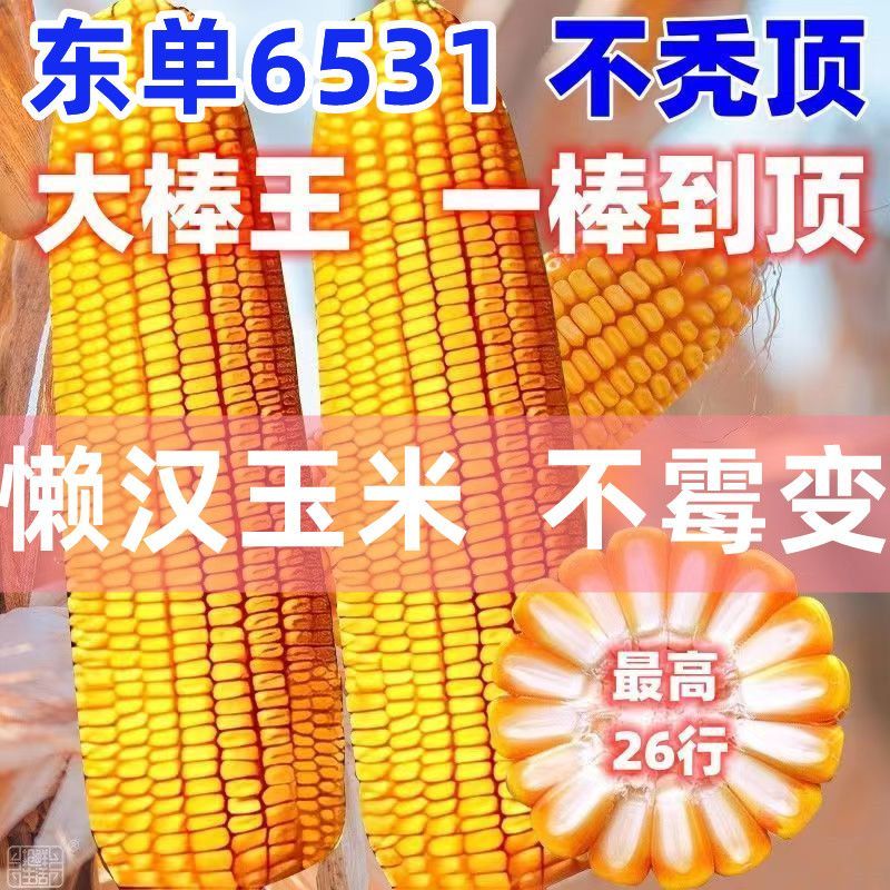 批发农科院高产国审正品东单6531玉米种双胞胎黄金粮紫杆红轴大棒