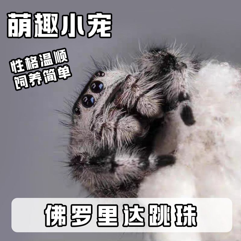 跳蛛宠物入门佛罗里达跳蛛灰佛桌面迷你好饲养卢卡斯寝室活物异宠