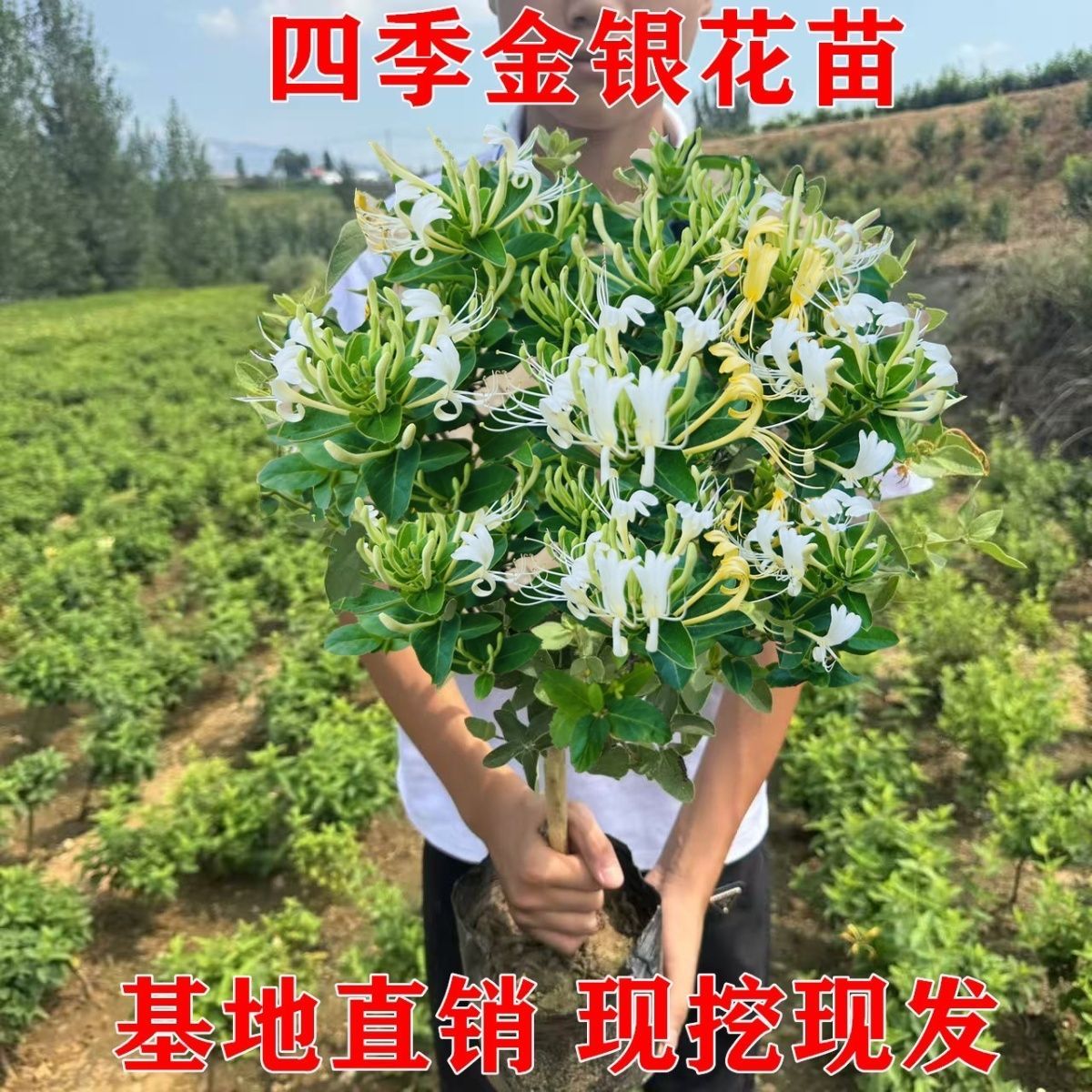 四季五彩金银花原盆原土发货盆栽地栽香味浓郁泡茶食用南北方种植 图片 3
