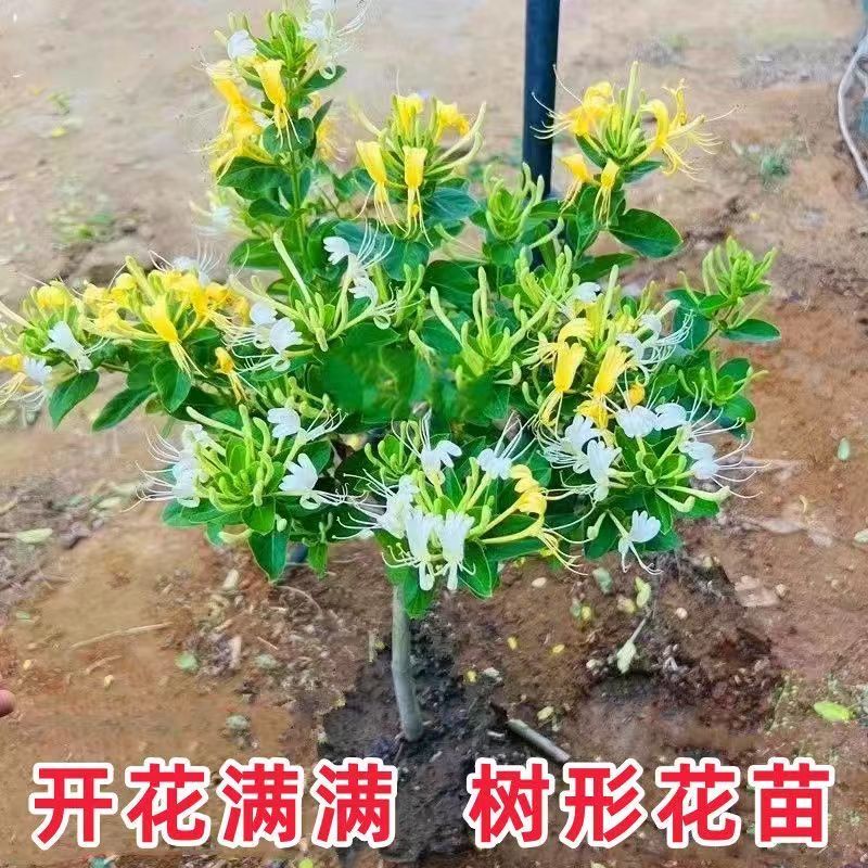 四季五彩金银花原盆原土发货盆栽地栽香味浓郁泡茶食用南北方种植 图片 5