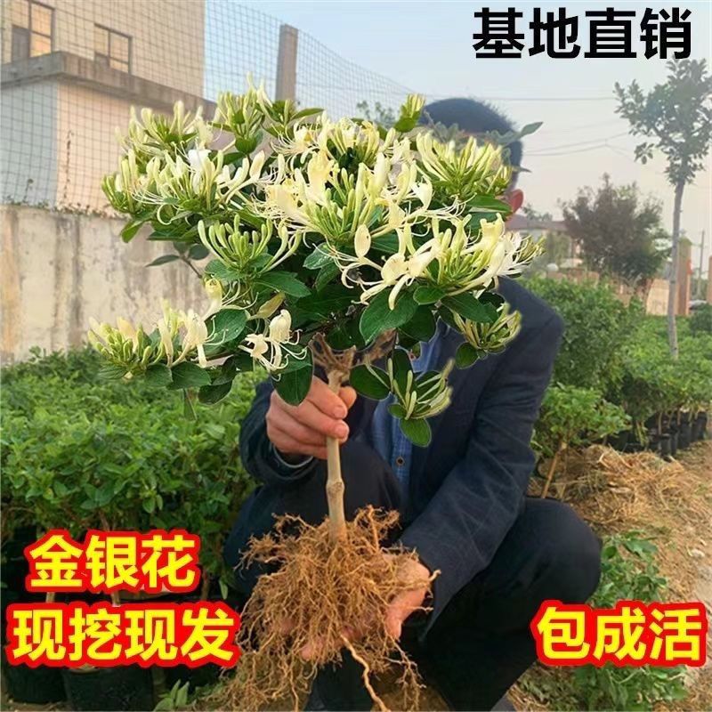 四季五彩金银花原盆原土发货盆栽地栽香味浓郁泡茶食用南北方种植 图片 6
