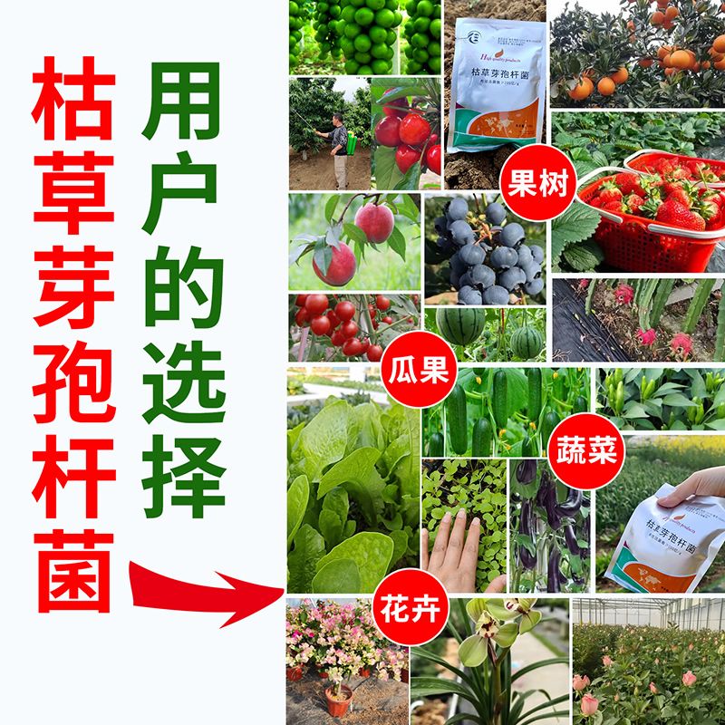 枯草芽孢杆菌生根植物烂根白粉灰霉青枯霜霉病重茬种植农用益生菌 图片 3