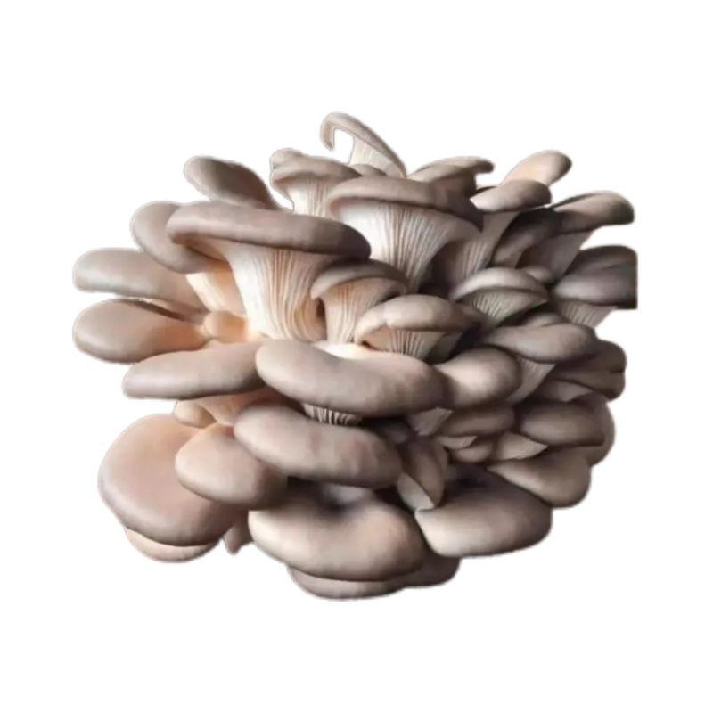 小平菇秀珍菇姬菇新鲜蘑菇蔬菜产地直发便宜健康家庭食用