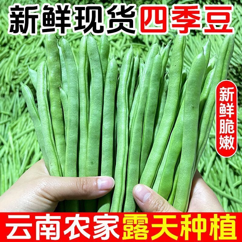 【现摘现发】正宗云南高山四季豆新鲜蔬菜脆嫩小金豆应季整箱批发