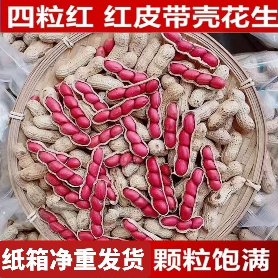 东北四粒红生花生新鲜晒干农家自种红衣带壳批发零售通用
