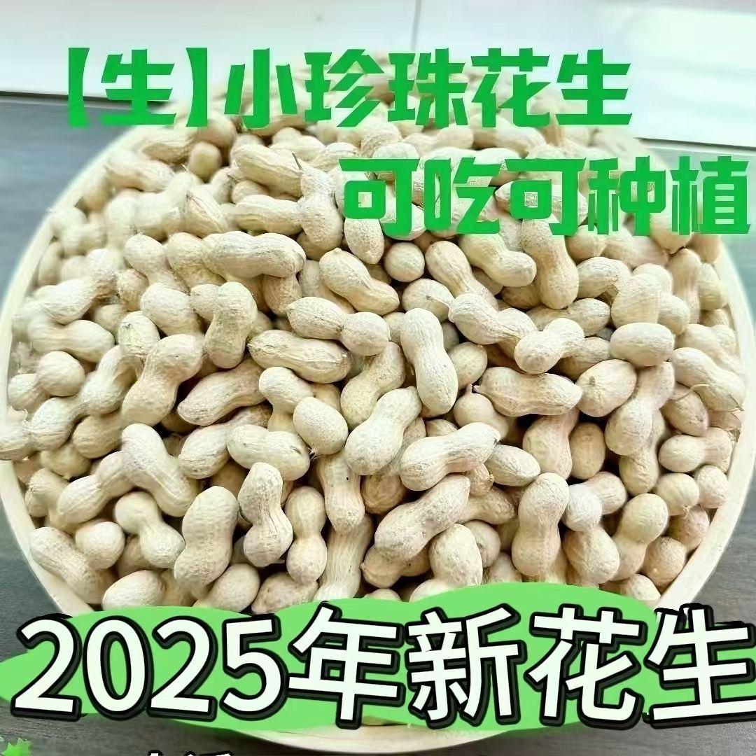 25当季带壳珍珠小花生带壳新鲜小花生带皮生花生批发可吃可种植