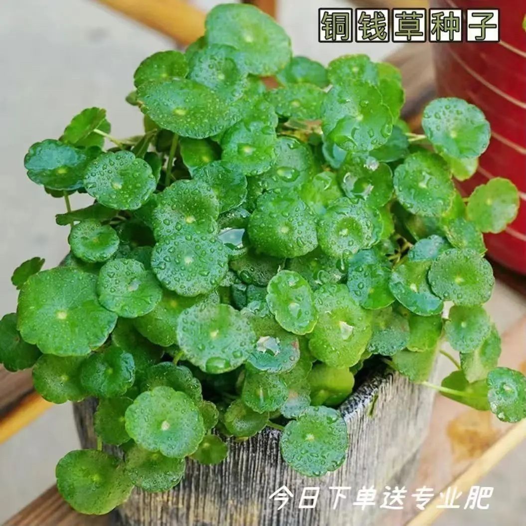 铜钱草金钱草水养种籽水培土培花种子超级大号四季庭院阳台盆栽种