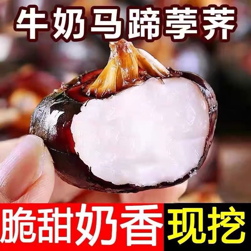 荔浦马蹄荸荠鲜马广西特产蔬菜现挖新鲜水果地栗当季农家荸荠