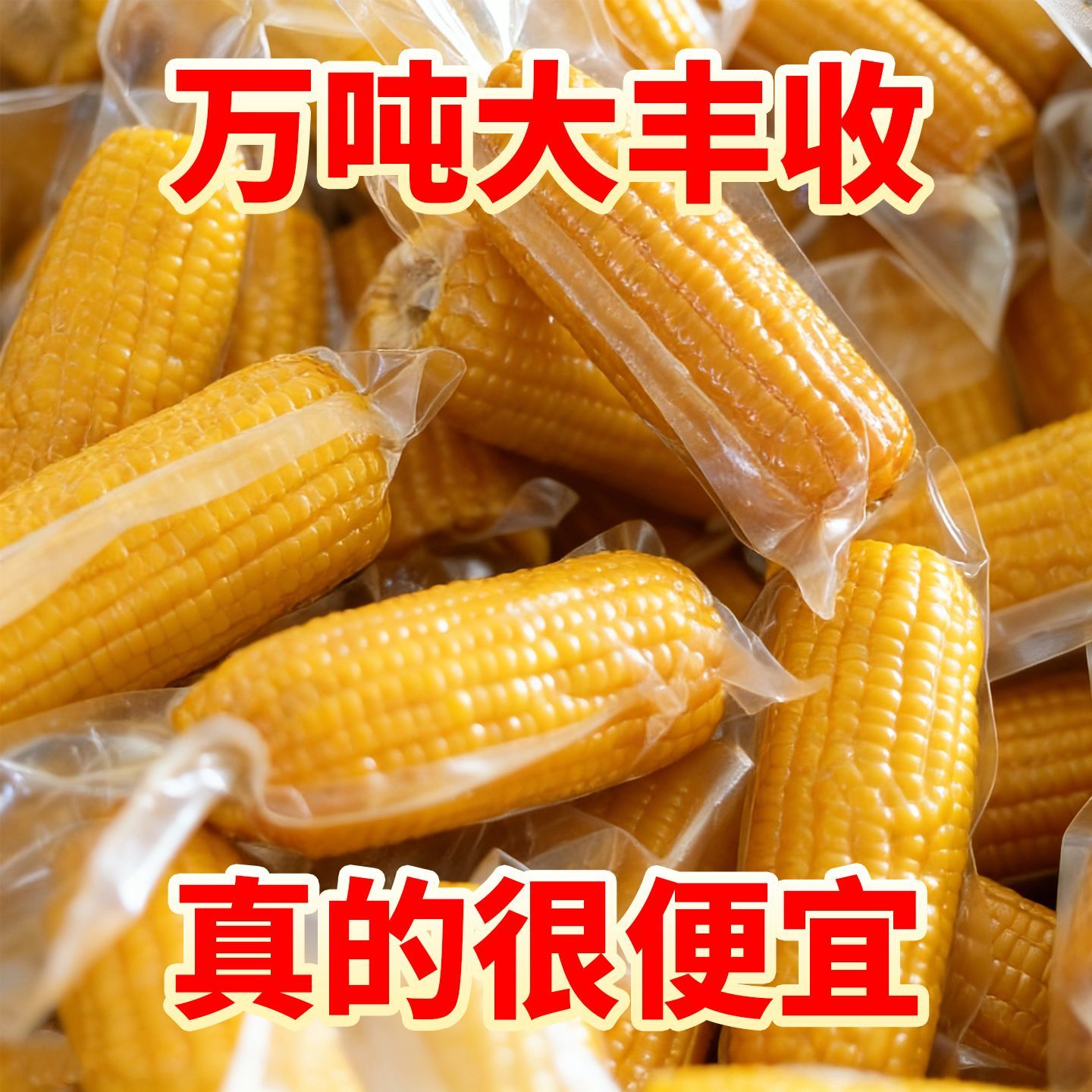 老品种笨玉米不甜不糯有嚼劲儿时味道真空装半成品玉米棒黄玉米
