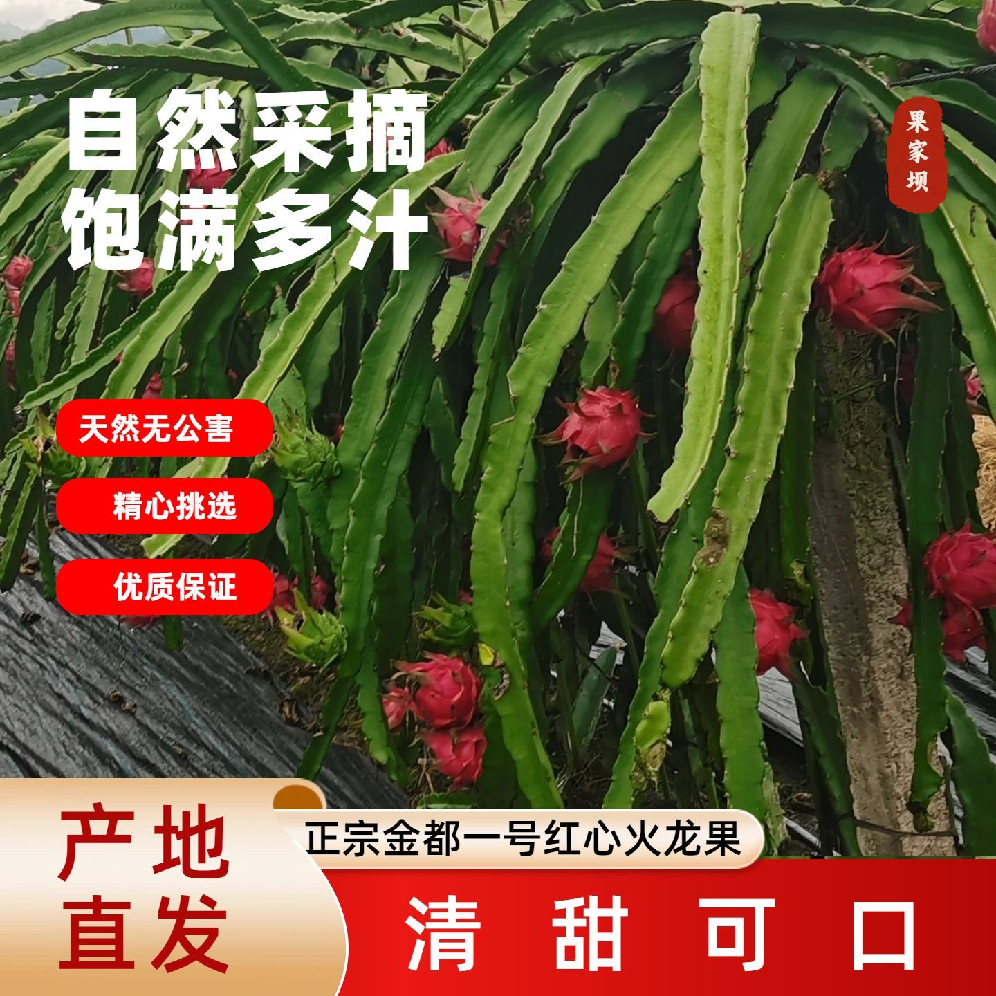 国产红心火龙果红肉热带新鲜应季新鲜水果整箱产地直发 图片 2
