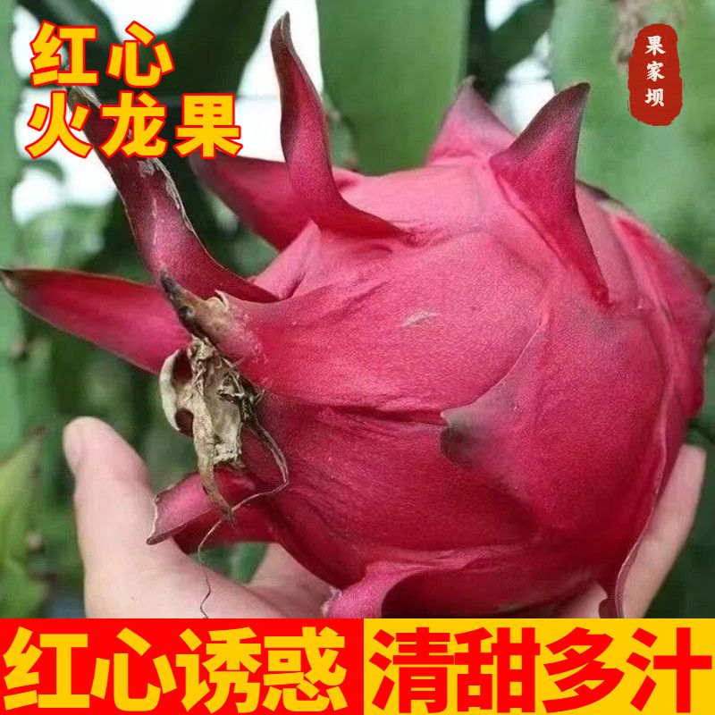 国产红心火龙果红肉热带新鲜应季新鲜水果整箱产地直发 图片 3