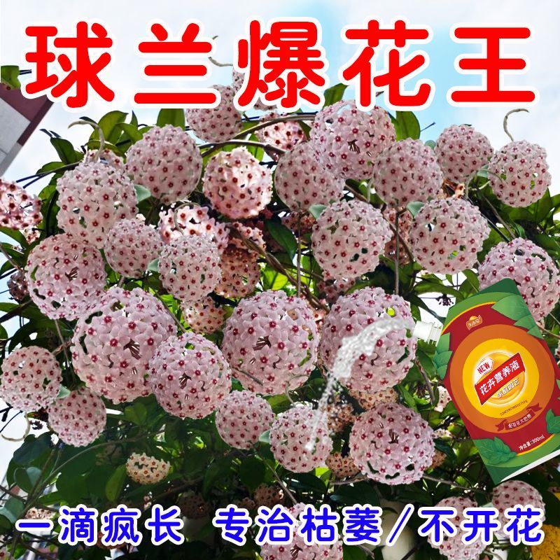 球兰催花肥催花防黄叶花多花期长球兰专用肥球兰专用营养液催花宝