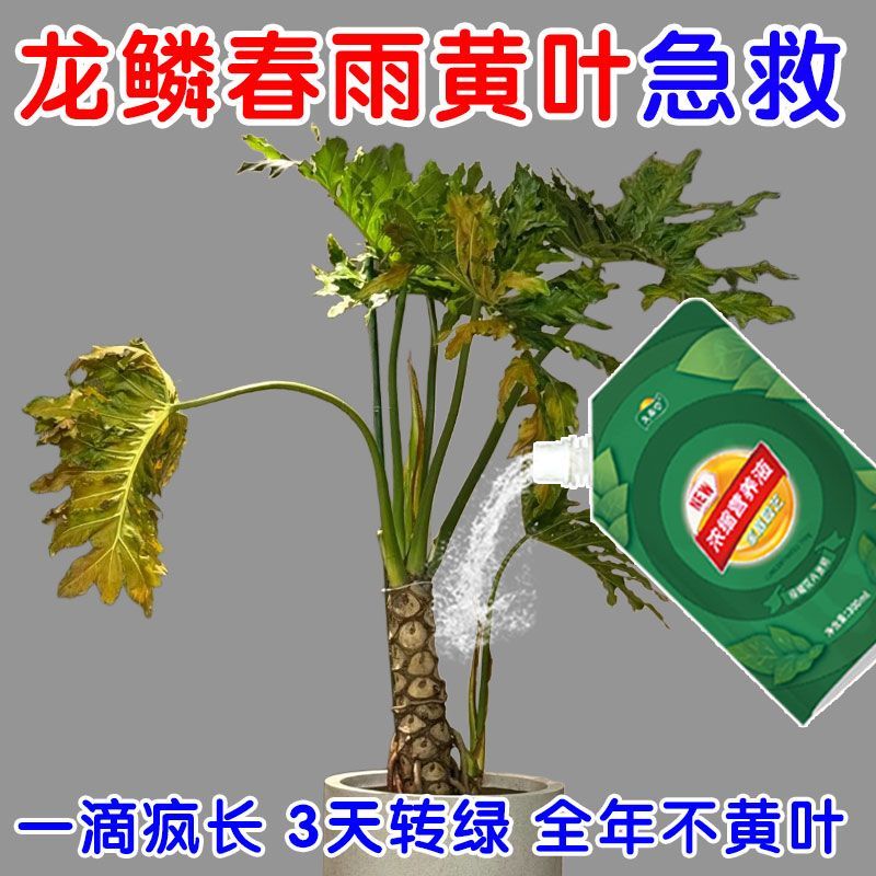 黄叶急救龙鳞春羽专用肥料防黄叶枯萎干尖焦枯龙鳞春羽营养液