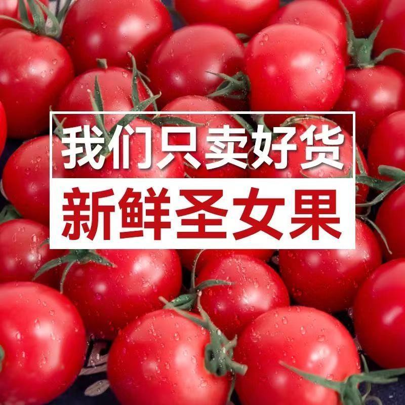 广西正宗现摘圣女果小番茄孕妇新鲜酸甜水果西红柿冰糖葫芦非千禧
