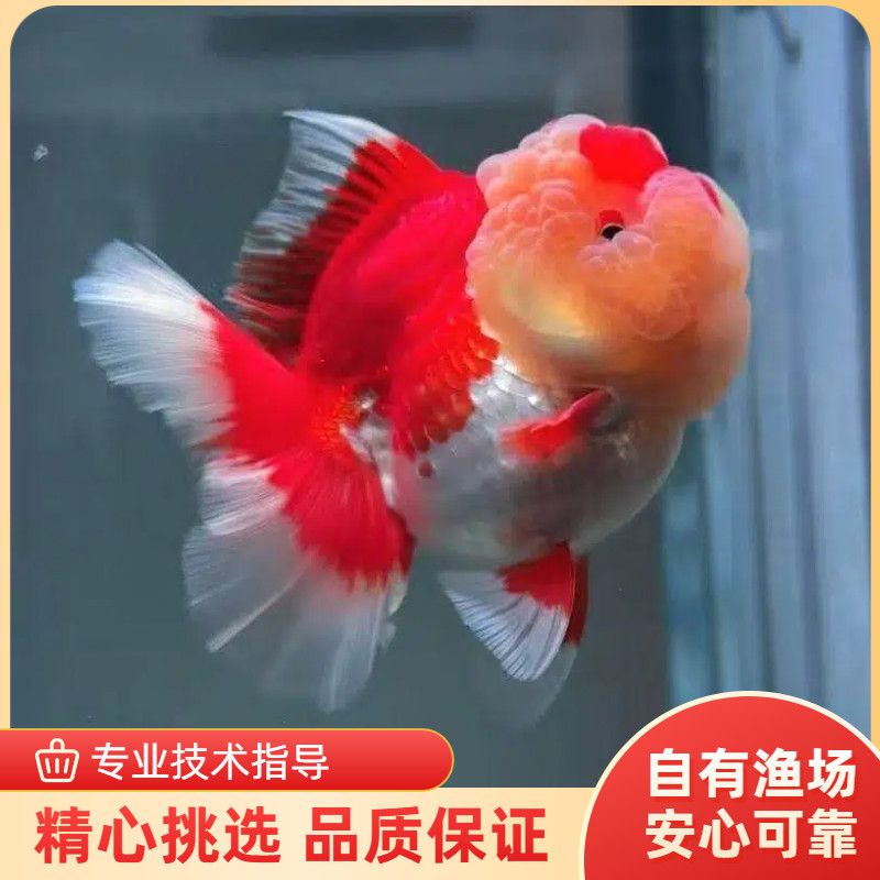 精品百褶裙泰狮娃娃脸元宝狮金鱼熊猫樱花元宝玉兔F1冷水鱼观赏鱼