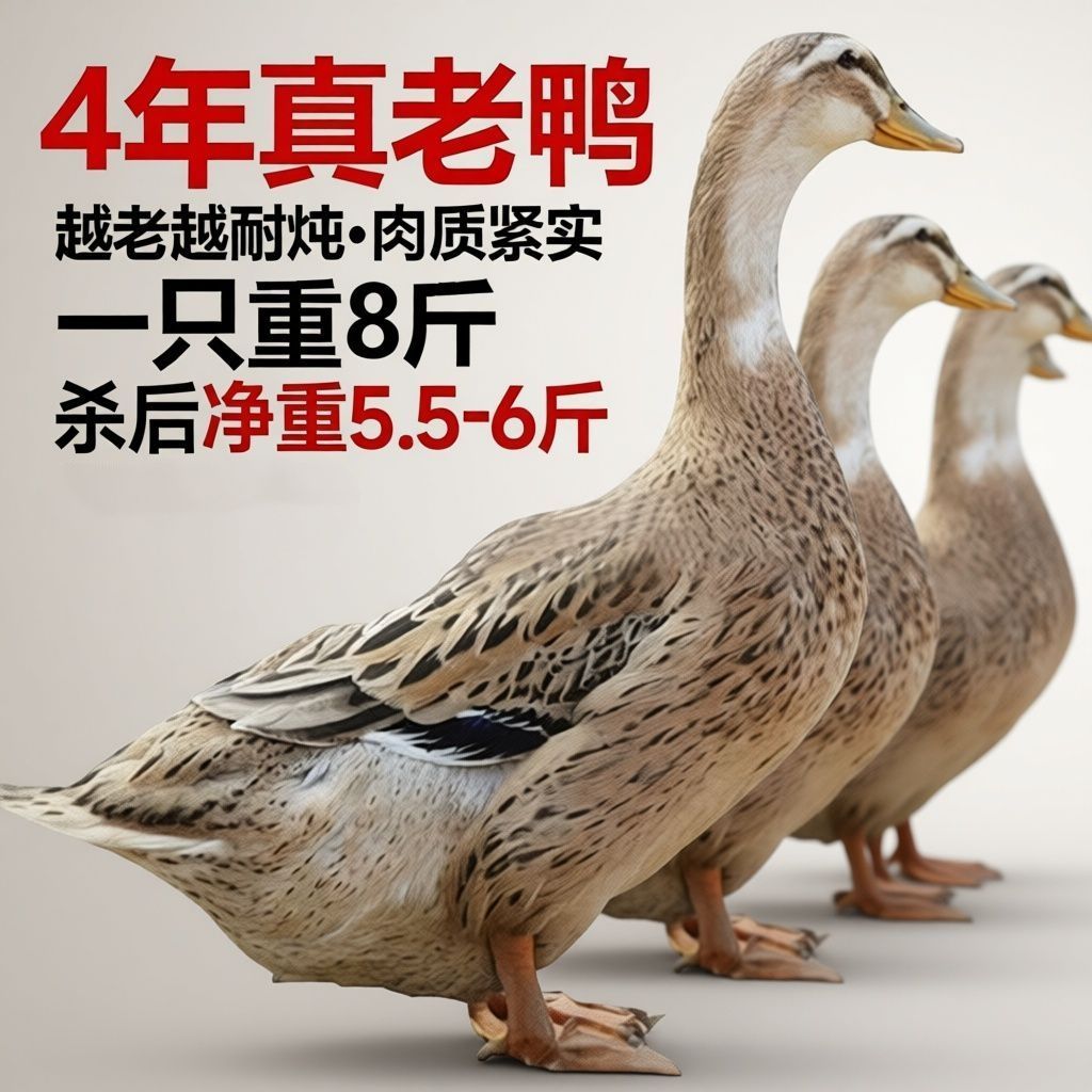 【4年老鸭】散养老鸭子现杀农村老鸭土鸭麻鸭新鲜鸭子整只