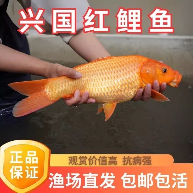 兴国红鲤鱼苗产品图片 - 兴国红鲤鱼苗可食用可观赏淡水鱼塘养殖红鲤鱼苗大品种荷包红鲤鱼