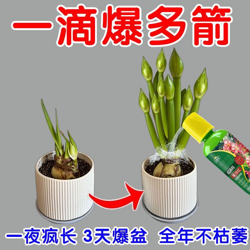 爆多头朱顶红浓缩营养液催花剂催拔箭防烂球专用肥磷钾肥氮肥