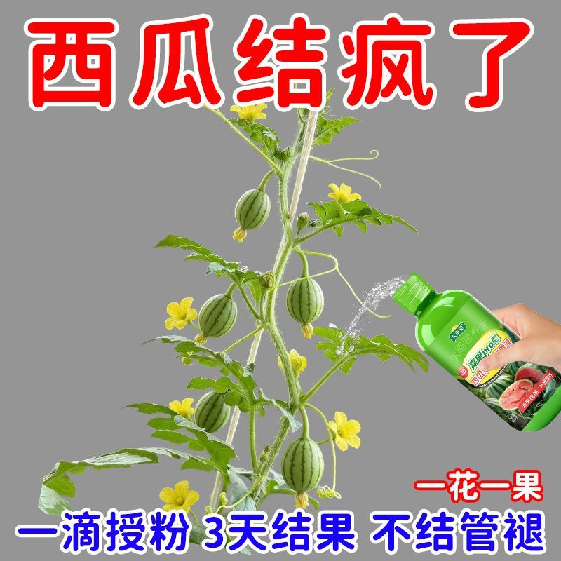 西瓜摘不完西瓜专用肥增甜膨果植物天然营养肥治黄叶烂根新型肥