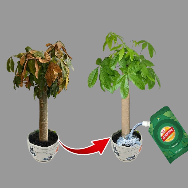 发财树营养液急救叶子黄斑黄叶腐皮烂根发财树肥料催芽剂复活肥