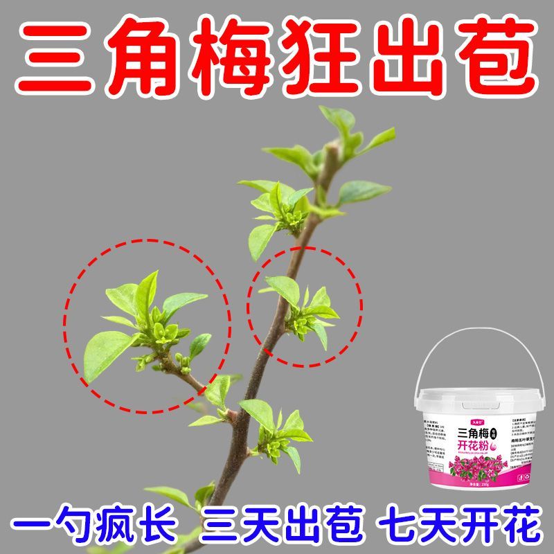 三角梅专用开花肥促芽剂催光杆发芽治黄叶落叶枯萎壮根助生长快速