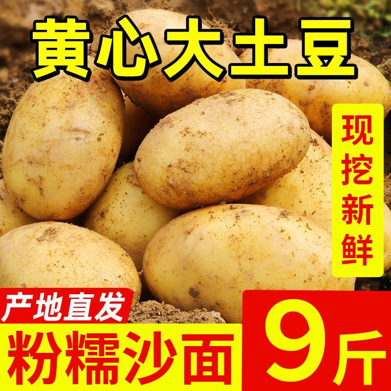 粉糯黄皮土豆大个正宗云南黄心洋芋新鲜蔬菜现挖马铃薯批发便宜