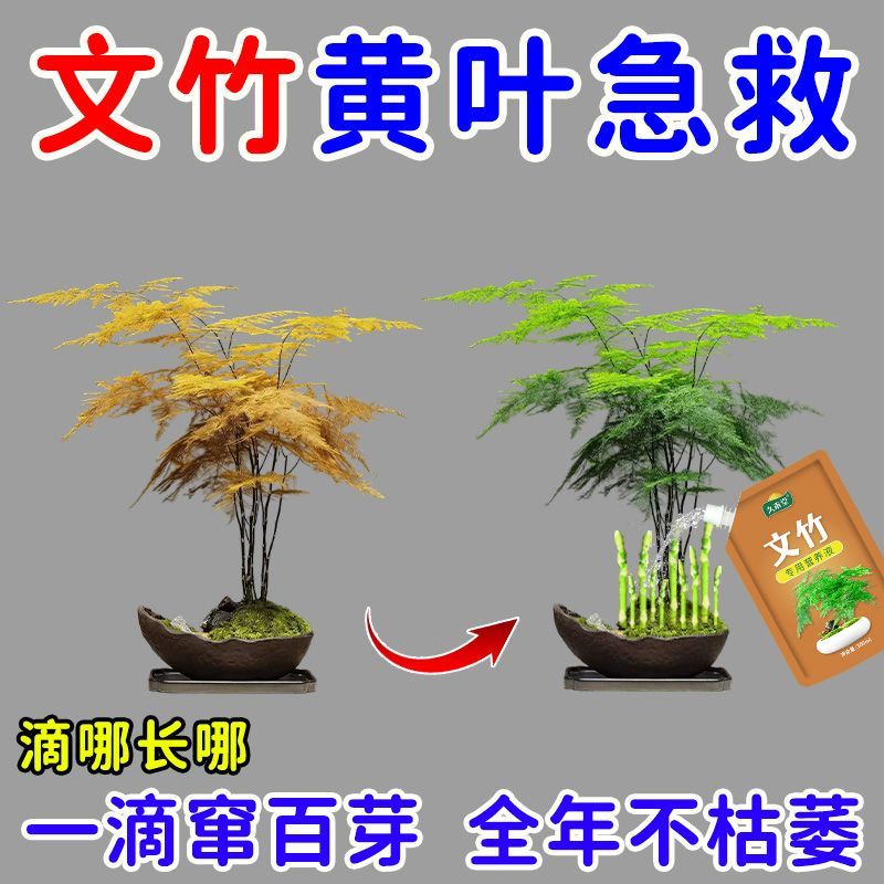 黄叶急救文竹营养液专治黄叶干尖烂根促发芽促生根盆栽新型肥