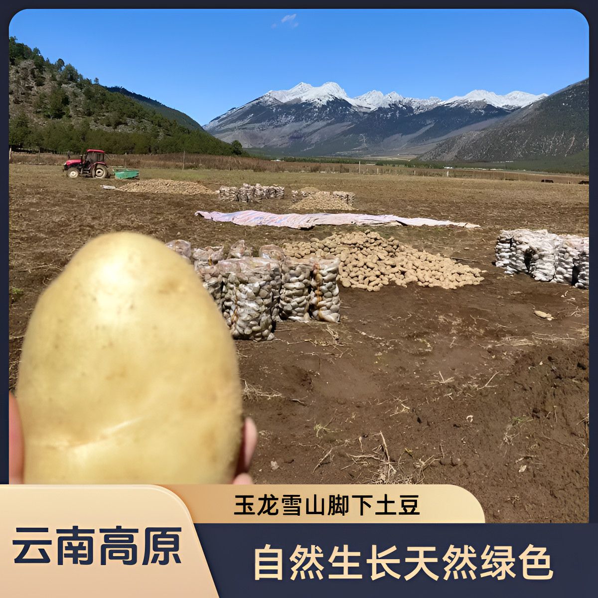 雪山土豆云南黄皮土豆1批发新鲜蔬菜现挖马铃薯洋芋35斤