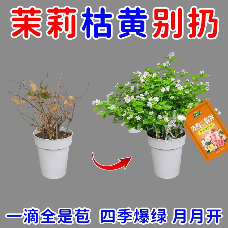 爆花苞茉莉花营养液防黄叶干枯不开花生长慢催发芽促开花专用肥