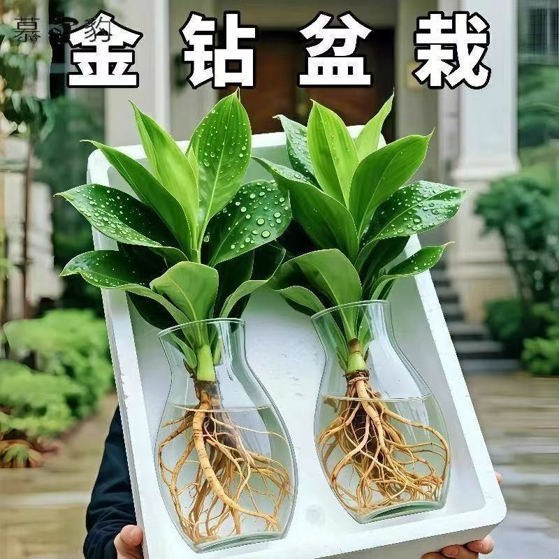 招财大叶金钻盆栽绿公主室内水培绿植办公室客厅四季常青吸甲醛 图片 2