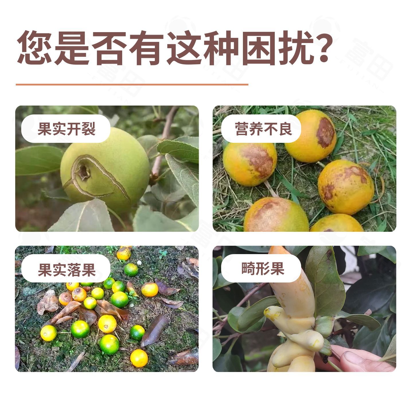 富田防落膨果剂果树瓜果增香增甜防落防裂膨大果实增韧水溶肥料 图片 2