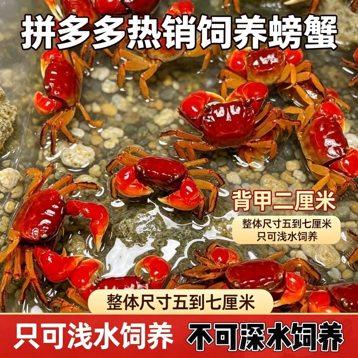 泰国相手蟹鲜活野生迷你阳澄湖宠物螃蟹发财蟹红螯可特大螃蟹 图片 2