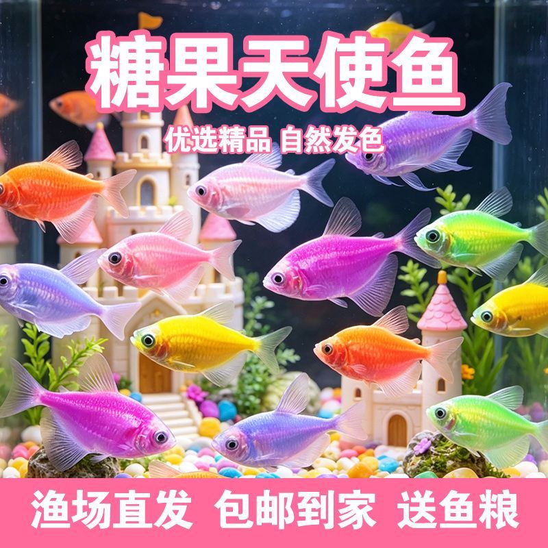 天使鱼观赏鱼活鱼大号群游活体斑马孔雀热带鱼小型鱼淡水好养耐活