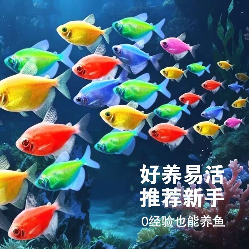 天使鱼观赏鱼活鱼大号群游活体斑马孔雀热带鱼小型鱼淡水好养耐活 图片 5