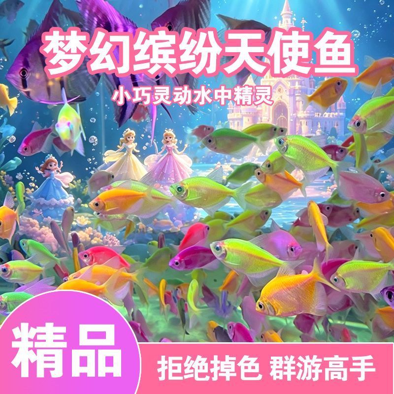 天使鱼观赏鱼活鱼大号群游活体斑马孔雀热带鱼小型鱼淡水好养耐活 图片 2