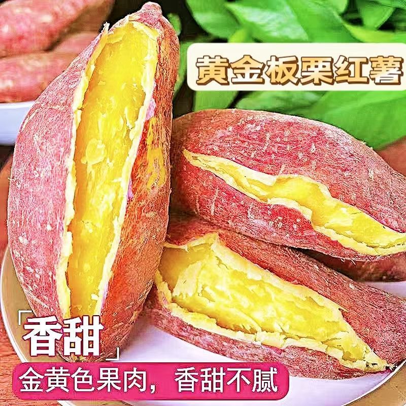 正宗沙地板栗薯粉糯香甜栗面细腻板栗红薯农家自种新鲜现