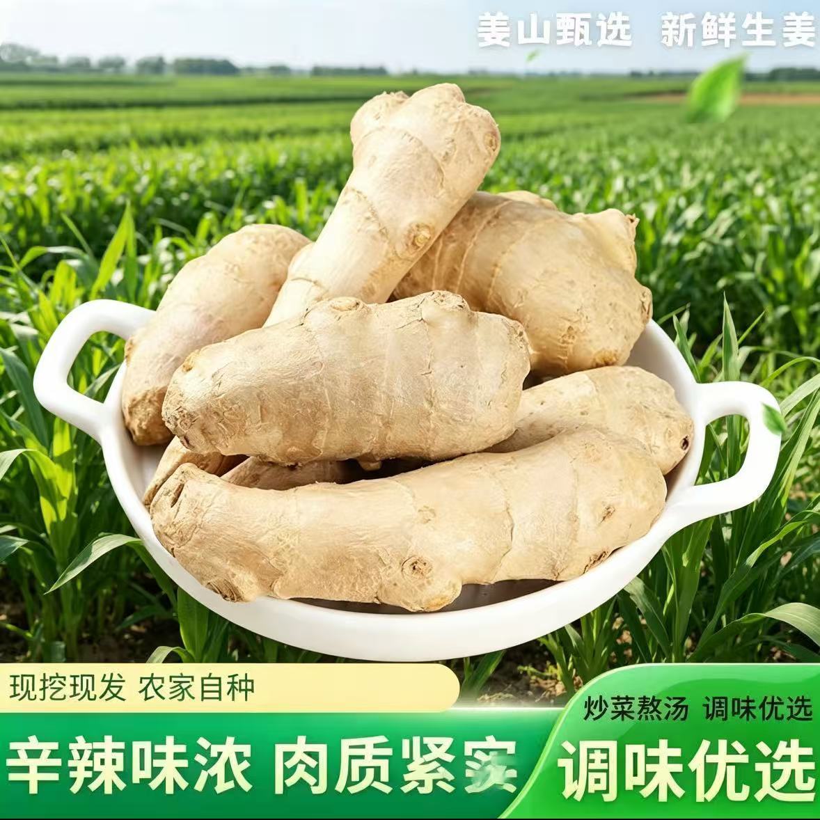 正宗山东大姜单指姜块无泥风干姜生姜黄姜月子整箱批发包邮