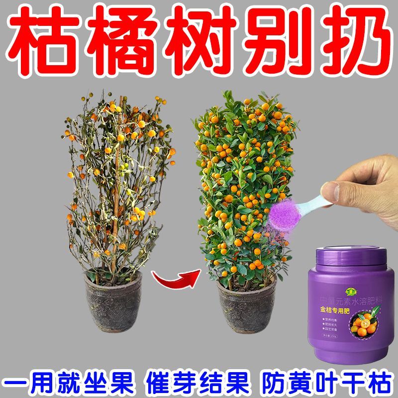 金桔专用肥料金桔树专用营养液金桔保花保果防落果催芽防叶子发黄 图片 7