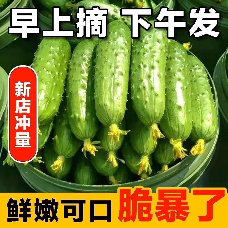 正宗东北吉林四平梨树黑土地旱黄瓜脆甜清新味