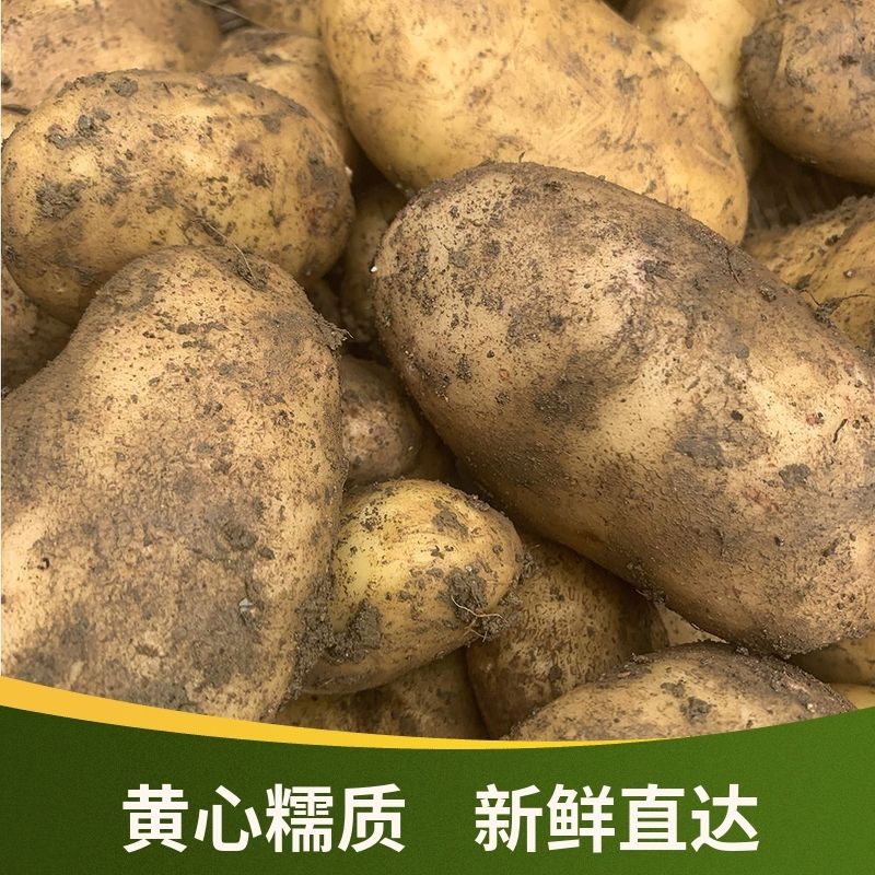 新鲜高原土豆正宗黄皮土豆新鲜蔬菜农家马铃薯批发