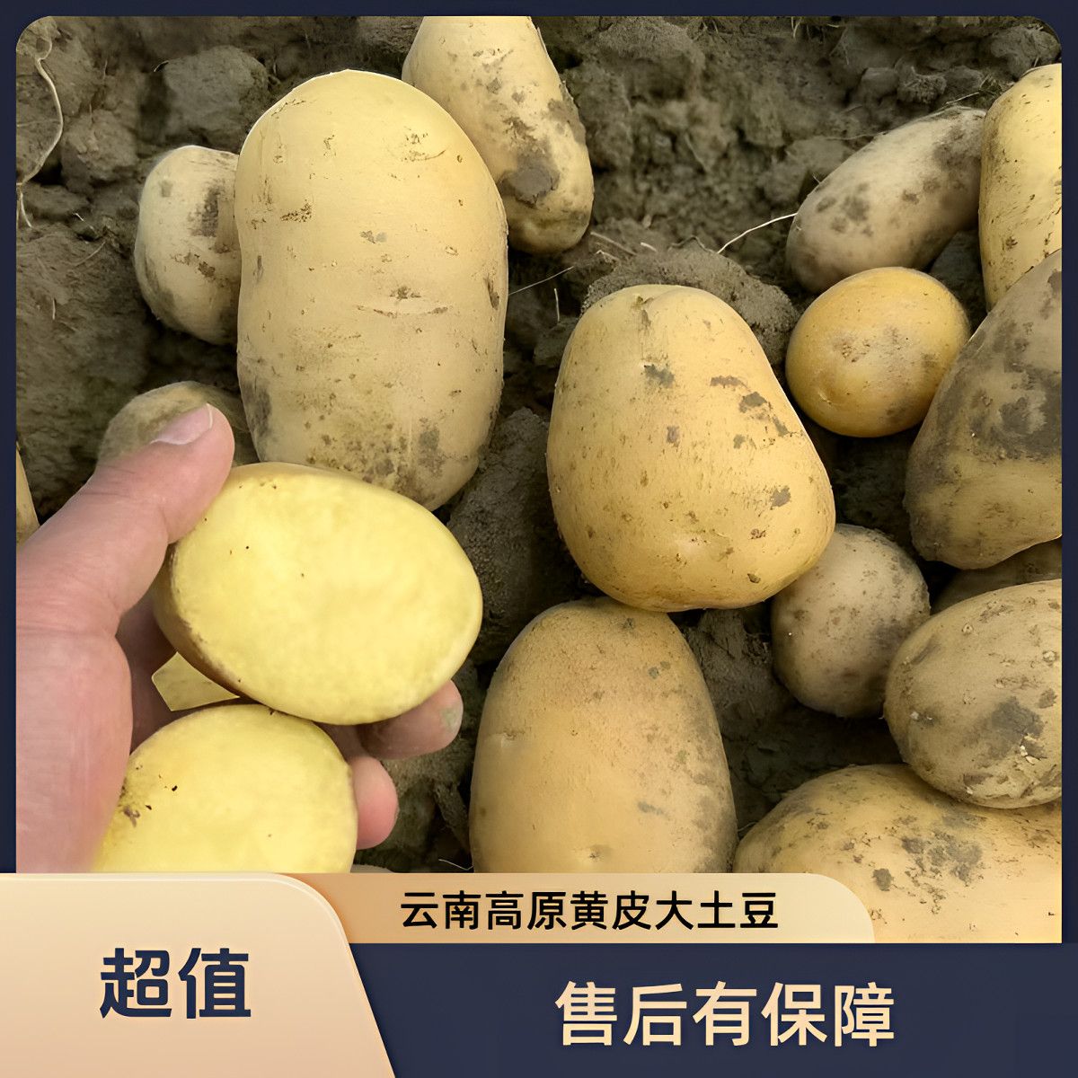 【新鲜高原土豆】正宗黄皮土豆新鲜蔬菜农家马铃薯批发 图片 2