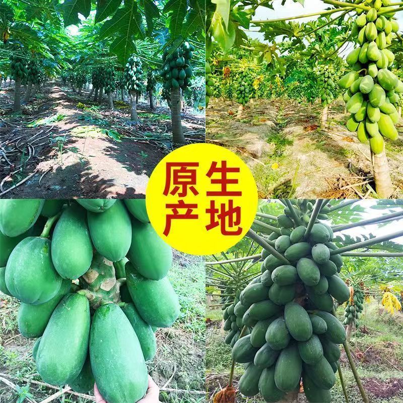 新鲜木瓜新鲜现摘鲜嫩多汁树上自然熟孕妇产妇 图片 10