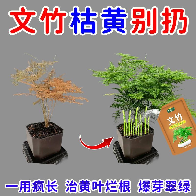 黄叶急救文竹营养液专治文竹黄叶干尖枯萎促发芽文竹专用肥料