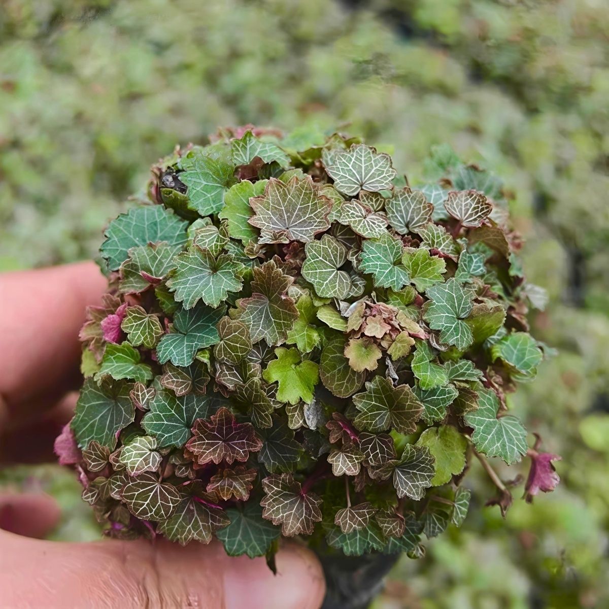 姬虎耳微景观迷你植物桌面放松绿植办公室手工