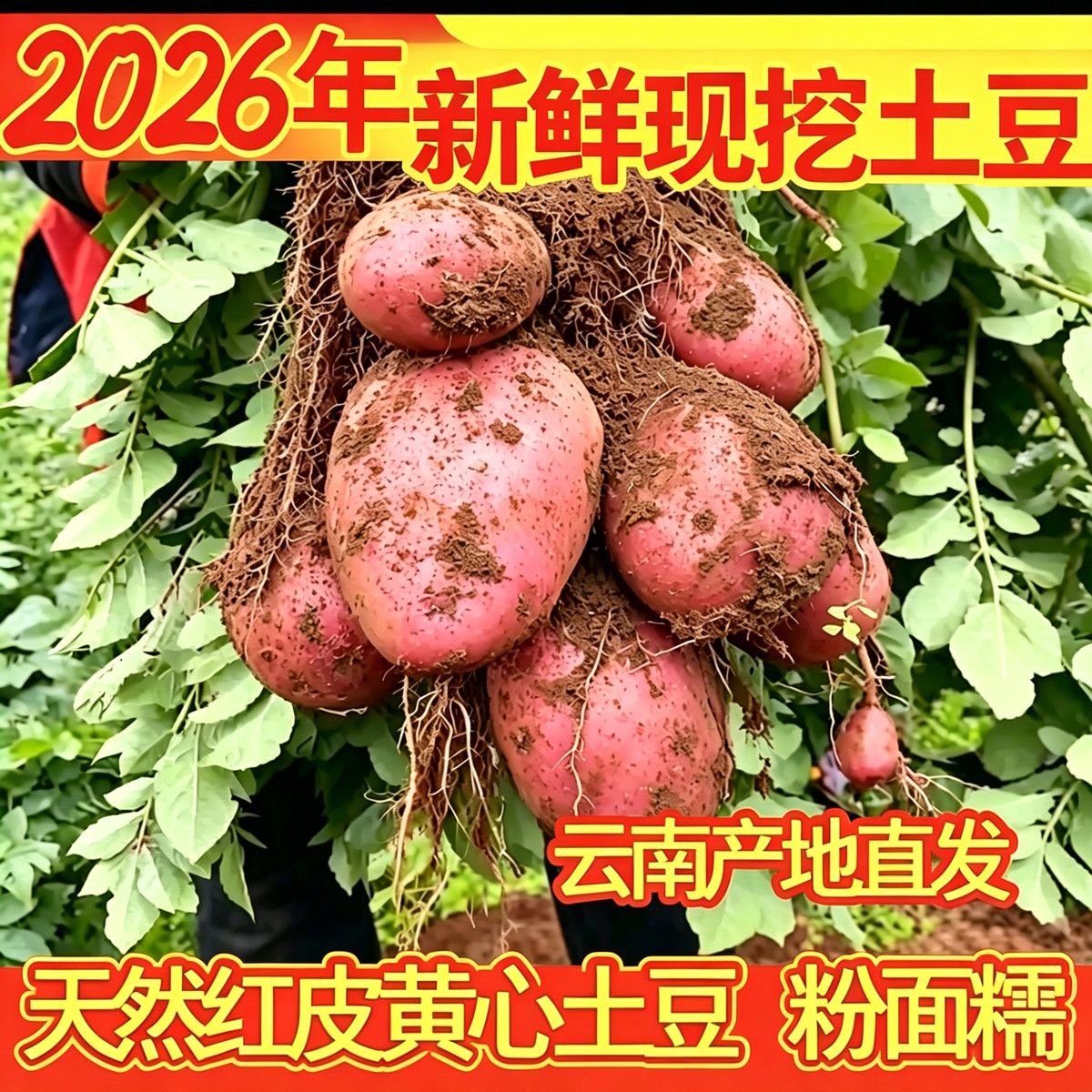 2026正宗云南红皮土豆现挖农家黄心洋芋马铃薯新鲜蔬菜批发 图片 4