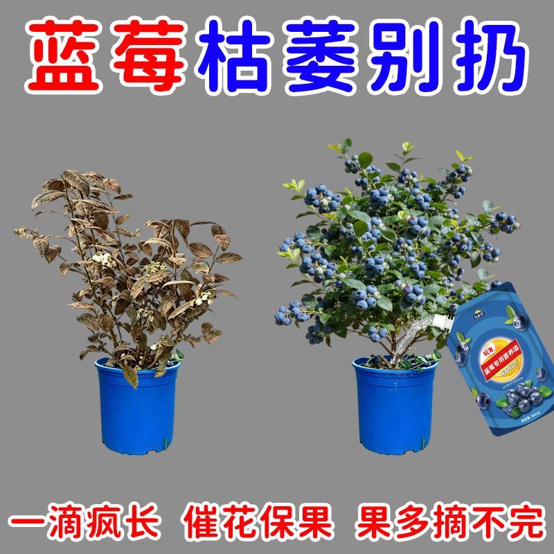 蓝莓营养液促果防黄叶促发芽专用肥家用生长期挂果增甜氮肥