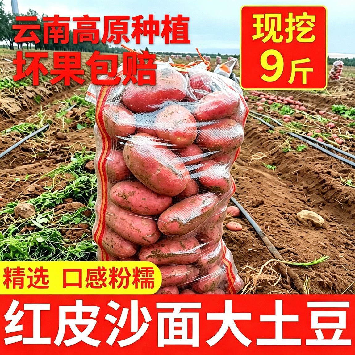 2026正宗云南红皮土豆现挖农家黄心洋芋马铃薯新鲜蔬菜批发 图片 5