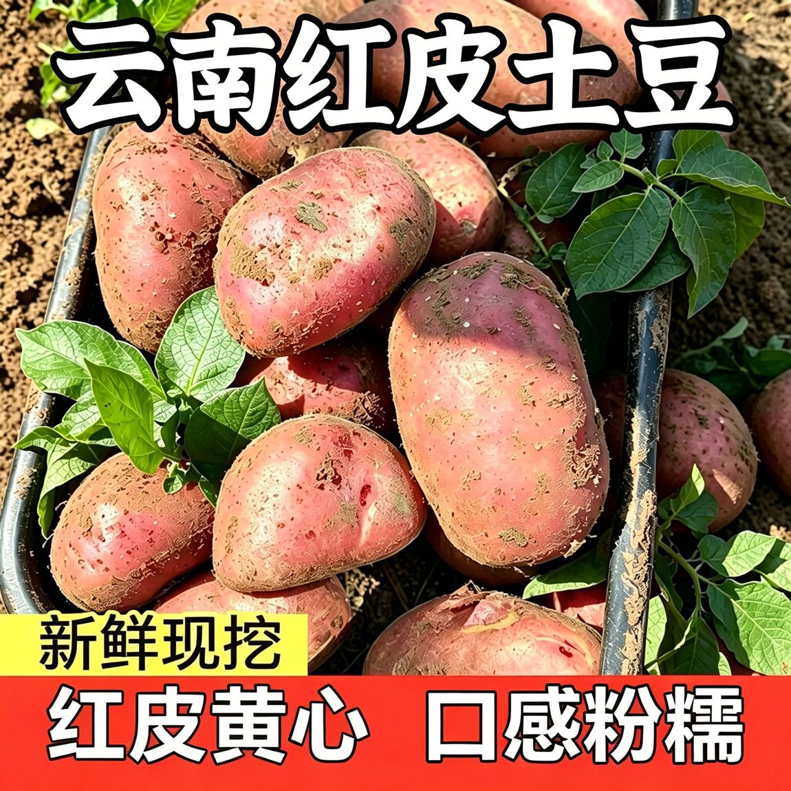 2026正宗云南红皮土豆现挖农家黄心洋芋马铃薯新鲜蔬菜批发 图片 6
