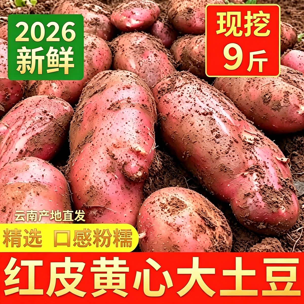 2026正宗云南红皮土豆现挖农家黄心洋芋马铃薯新鲜蔬菜批发 图片 2