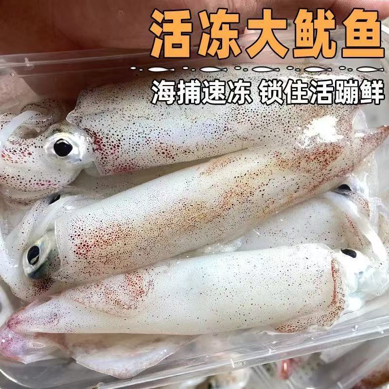 鱿鱼鲜活冷冻新鲜超大鱿鱼尤鱼整只海捕船冻烧烤铁板商用海鲜水产